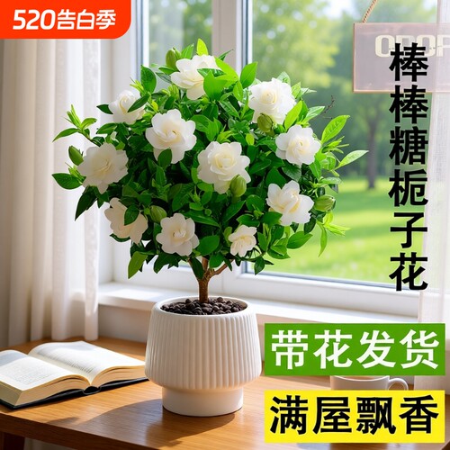 棒棒糖栀子花盆栽花卉绿植独杆四季开花大叶带花苞阳台浓香型植物