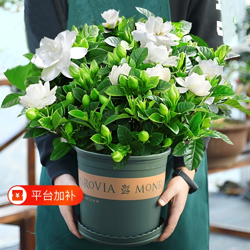 栀子花盆栽九里香老桩水培茉莉花卉绿植物室内四季开花客厅郁金香