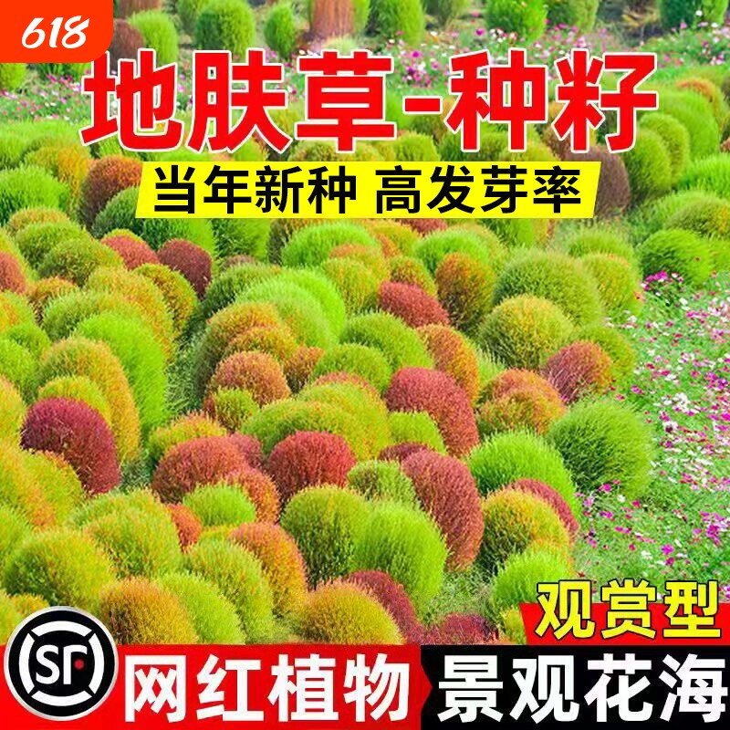 地肤草种子红绿叶片扫帚草四季易种庭院园林盆栽景观绿化观赏草籽