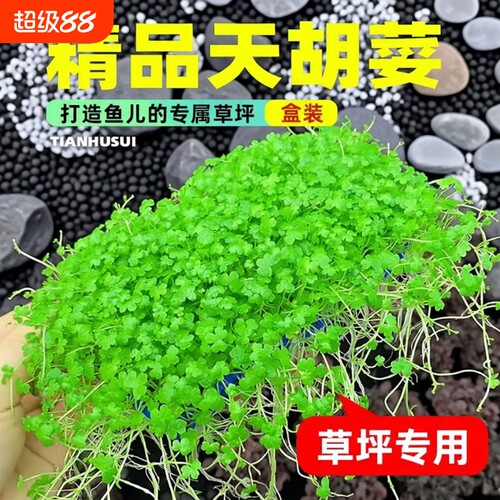 天胡荽水草网片生态|千人回购