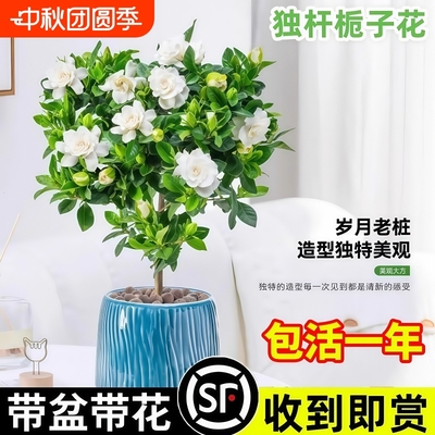突破50w+的全网热销栀子花