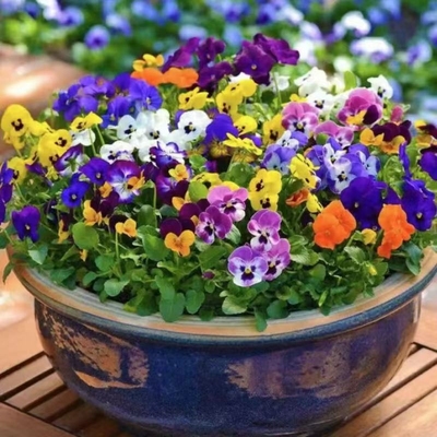 特价三色堇角堇冬季耐寒草花猫脸花苗盆栽地栽苗室外小花开花阳台