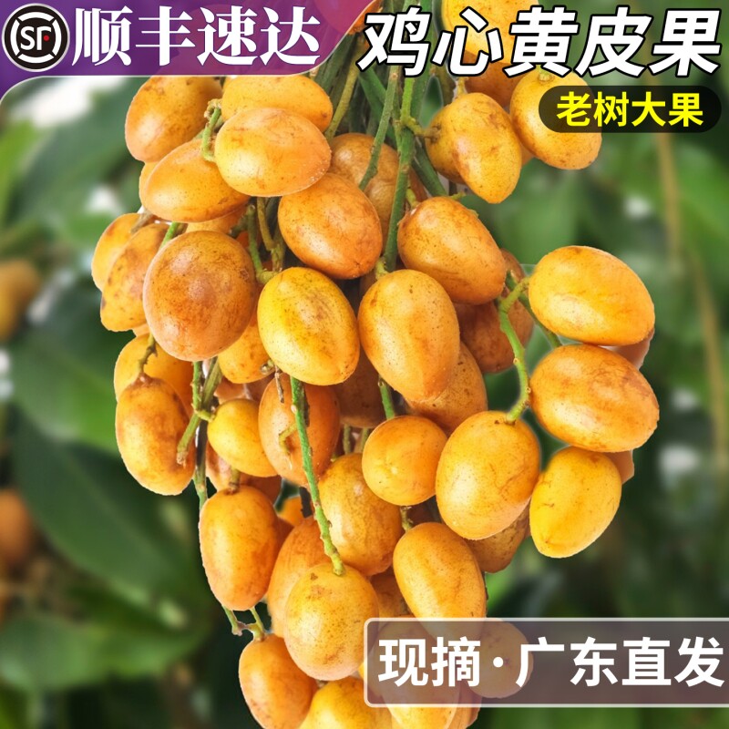 顺丰正宗广东鸡心黄皮果新鲜水果现摘大果黄弹子酸甜当季整箱包邮