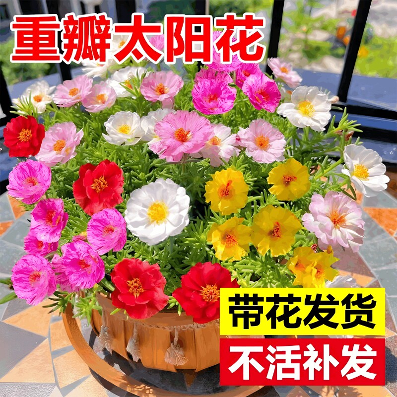 重瓣太阳花盆栽绿植客厅大花老桩玫瑰花苗桂花四季开花室内好养花图片