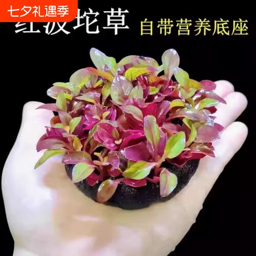 鱼缸红波坨草中后景自带底座活体水草造景淡水懒人易活植物水培