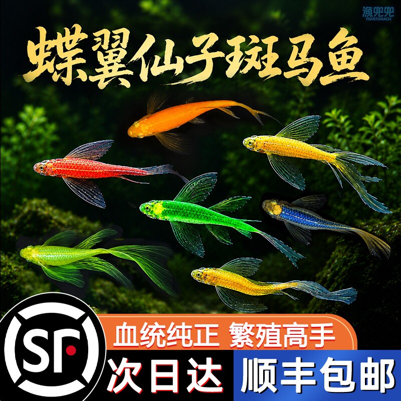 顺丰上门+蝶翼长鳍斑马鱼图片