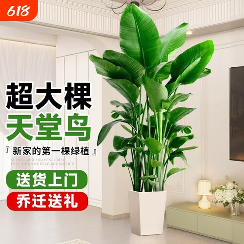 天堂鸟客厅大型植物盆栽室内大叶绿植落地好活净化空气摆放专业