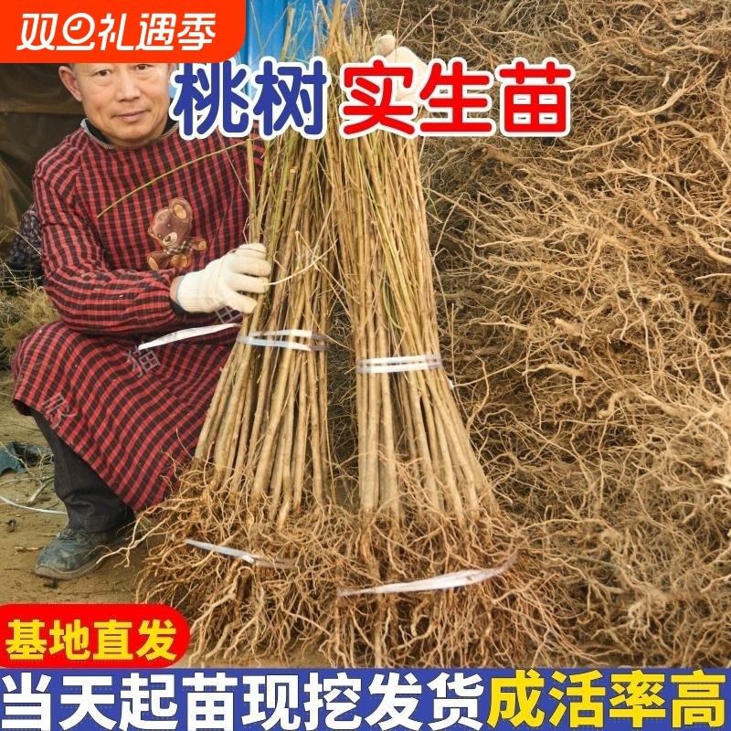 四川嫁接用桃树苗毛桃树苗桃树占地苗果树苗山桃砧木实生苗小苗