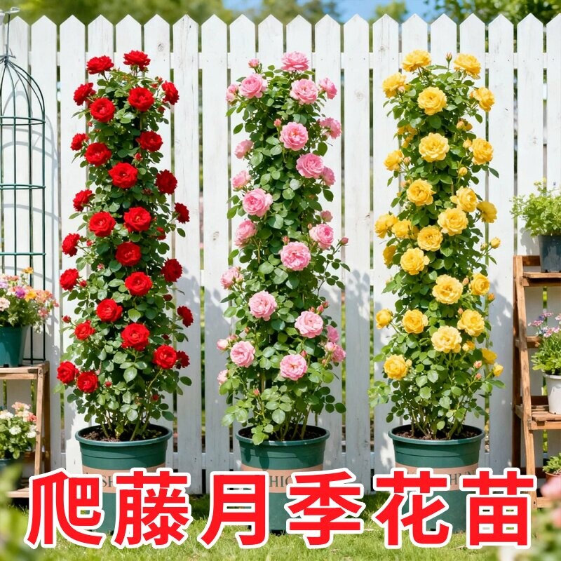 蔷薇花苗藤本月季花树大苗庭院爬藤植物阳台花卉爬墙玫瑰耐寒盆栽图片