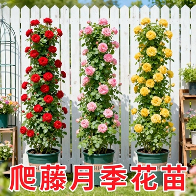 蔷薇花苗藤本月季花树大苗庭院爬藤植物阳台花卉爬墙玫瑰耐寒盆栽