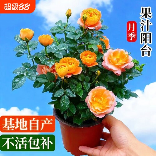 果汁阳台月季花花卉室内四季开花特大盆栽玫瑰灌木树苗玫瑰花植物