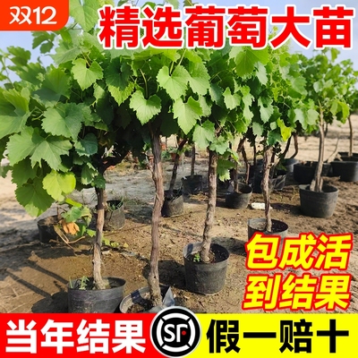 巨峰葡萄树苖阳光玫瑰盆栽老桩特大号果苗庭院耐寒南北方种植爬藤