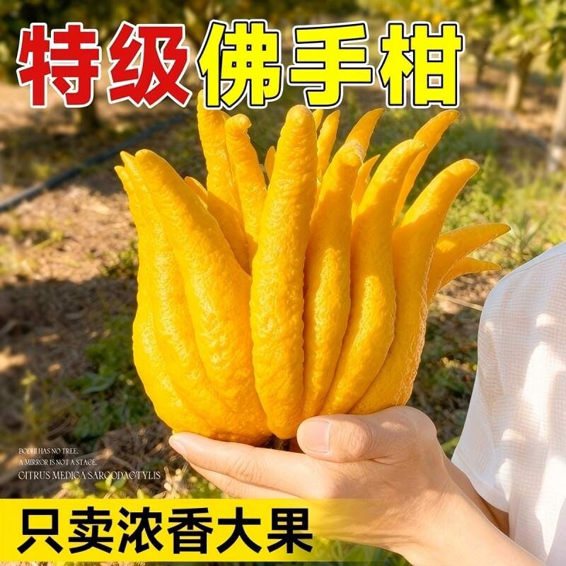佛手柑鲜果新鲜佛手瓜切带枝室内摆件清供观赏闻香可食用花卉盆栽