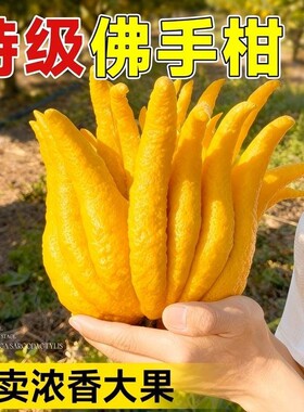 佛手柑鲜果新鲜佛手瓜切带枝室内摆件清供观赏闻香可食用花卉盆栽