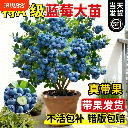 蓝莓树果苗蓝莓苗盆栽地栽带大果种植苗兔眼果树结果小苗薄雾