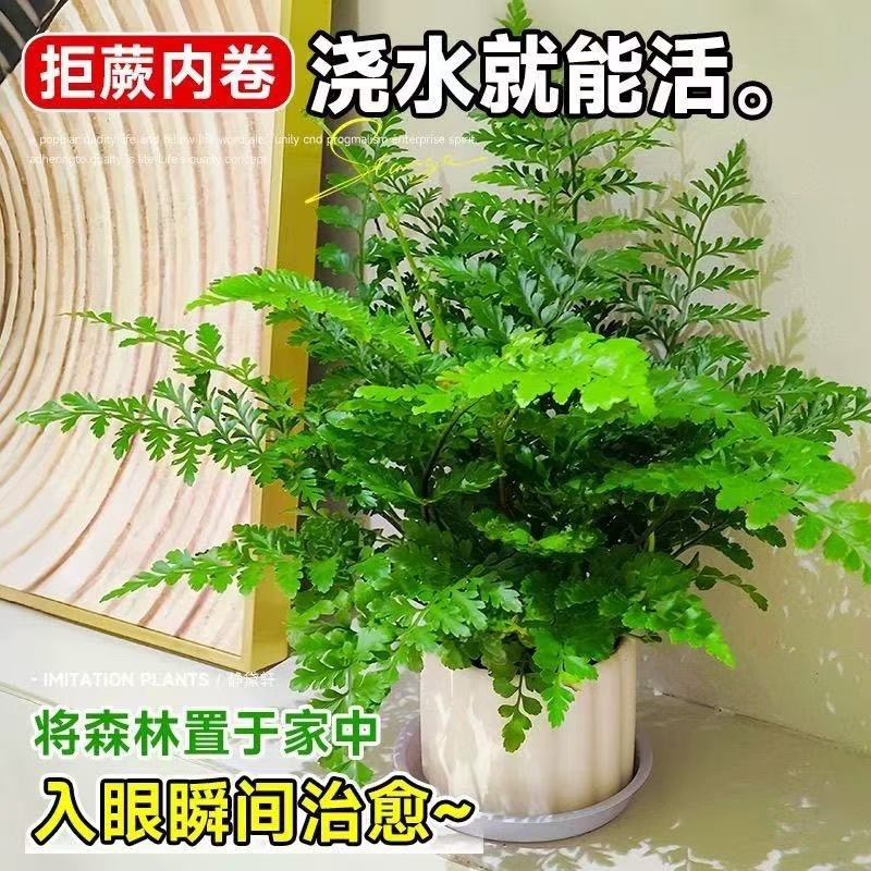 吉姆蕨盆栽蕨类植物懒人门口室内办公室电视柜旁边绿植好养活四季