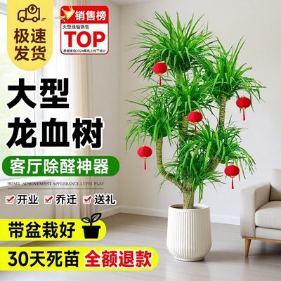 龙血树客厅绿植室内好养