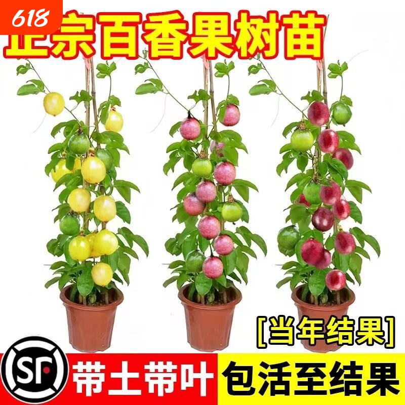 钦蜜9号黄金百香果树果苗百香果苗广西嫁接全国四季种植不断结果