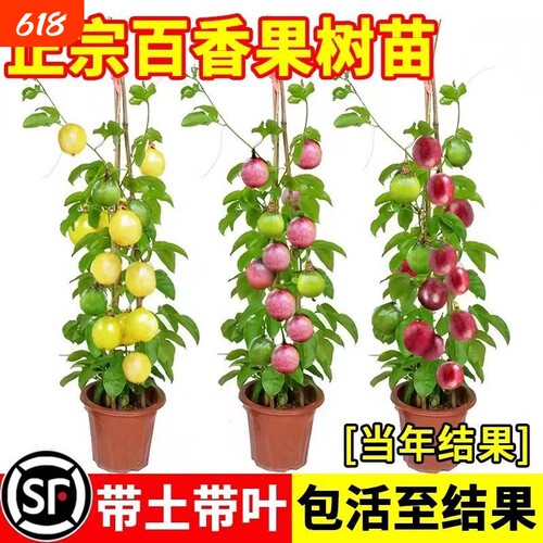 钦蜜黄金百香果树苗四季不
