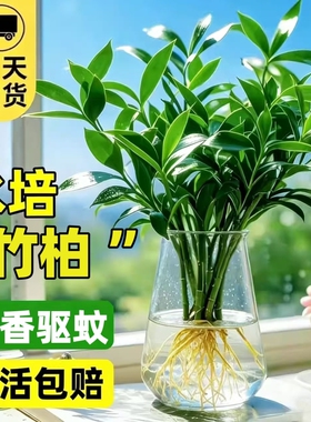 竹柏水培植物室内水养富贵竹绿植花卉盆栽办公室四季常青客厅驱蚊