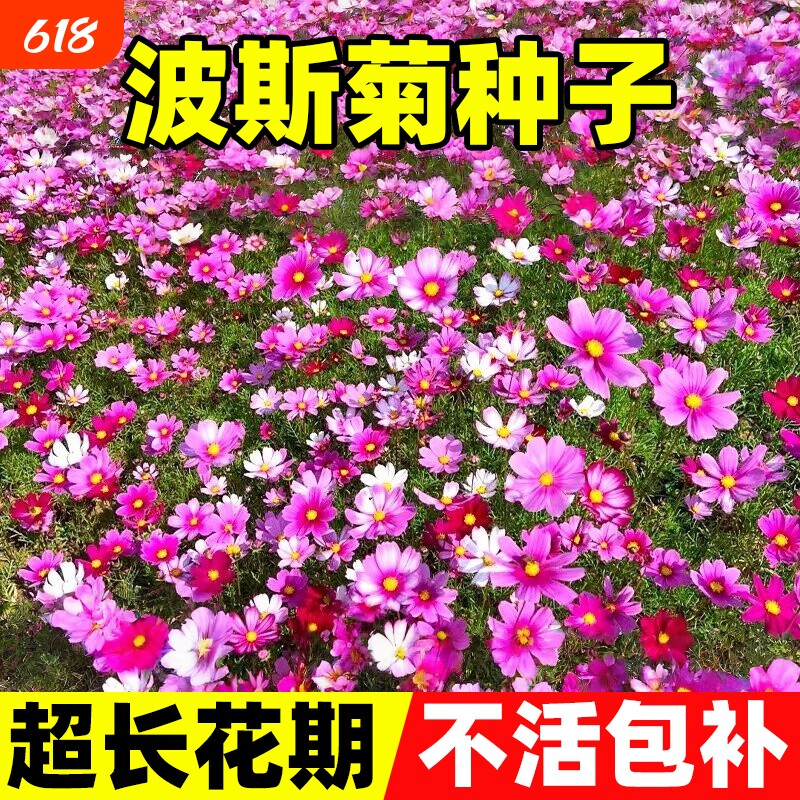 波斯菊种子格桑花种籽子七彩四季开花好养易活庭院室外耐寒花种植