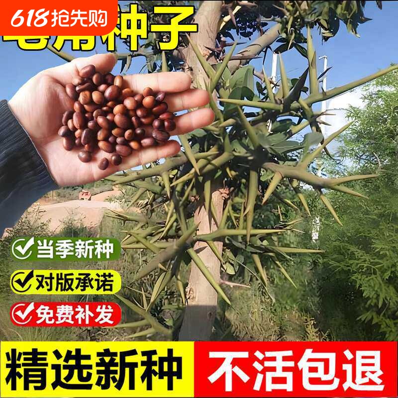 皂角种子新采优质皂荚籽长刺猪牙皂庭院篱笆围栏绿化林木播种种籽
