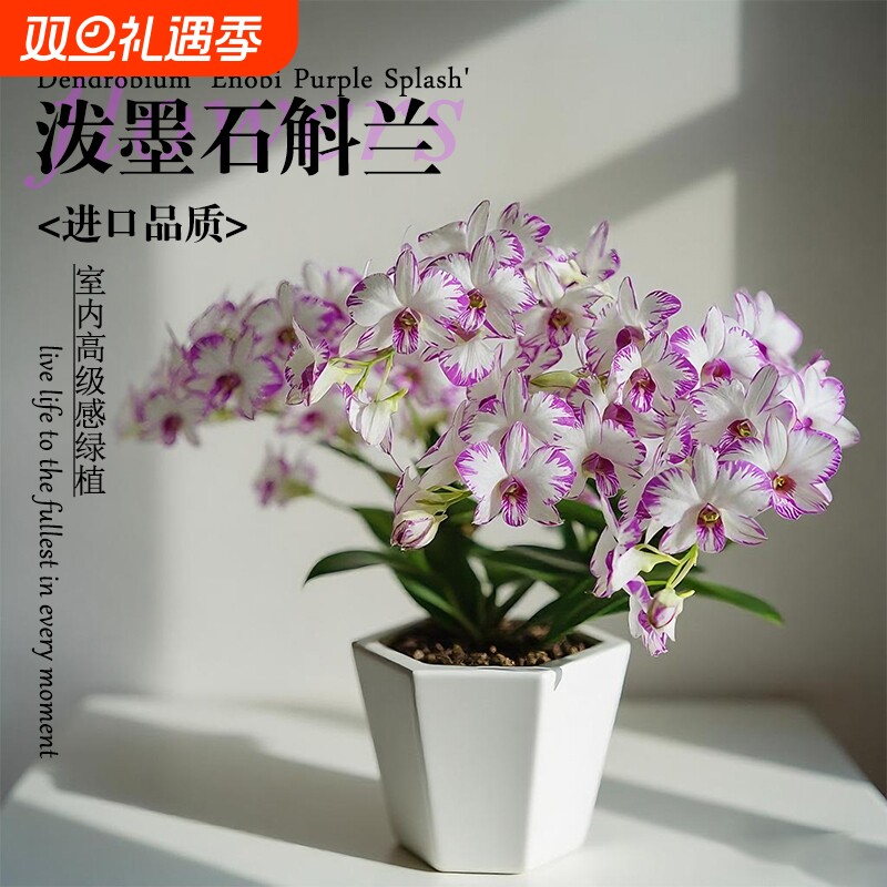 名贵白泼墨秋石斛兰花苗室内高级感绿植盆栽好养浓香可水培花卉