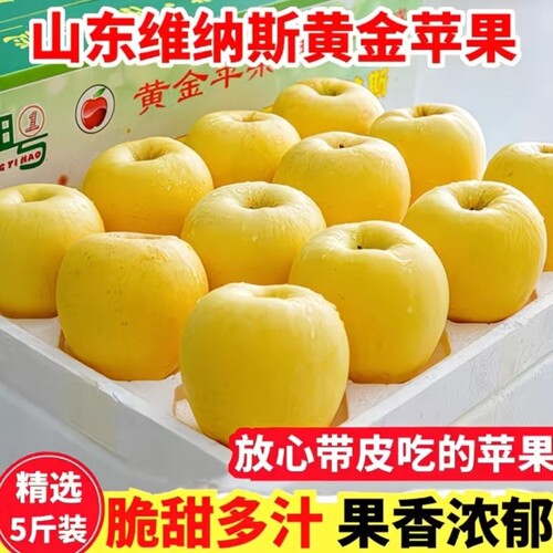 正宗山东黄金维纳斯苹果新鲜当季非奶油富士苹果脆甜大果孕妇水果