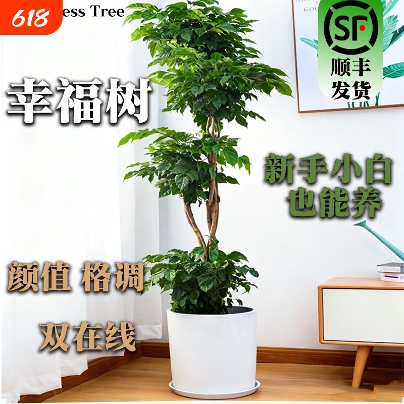 幸福树客厅盆栽大型老桩绿植室内办公室盆景除植物甲醛四季好养活