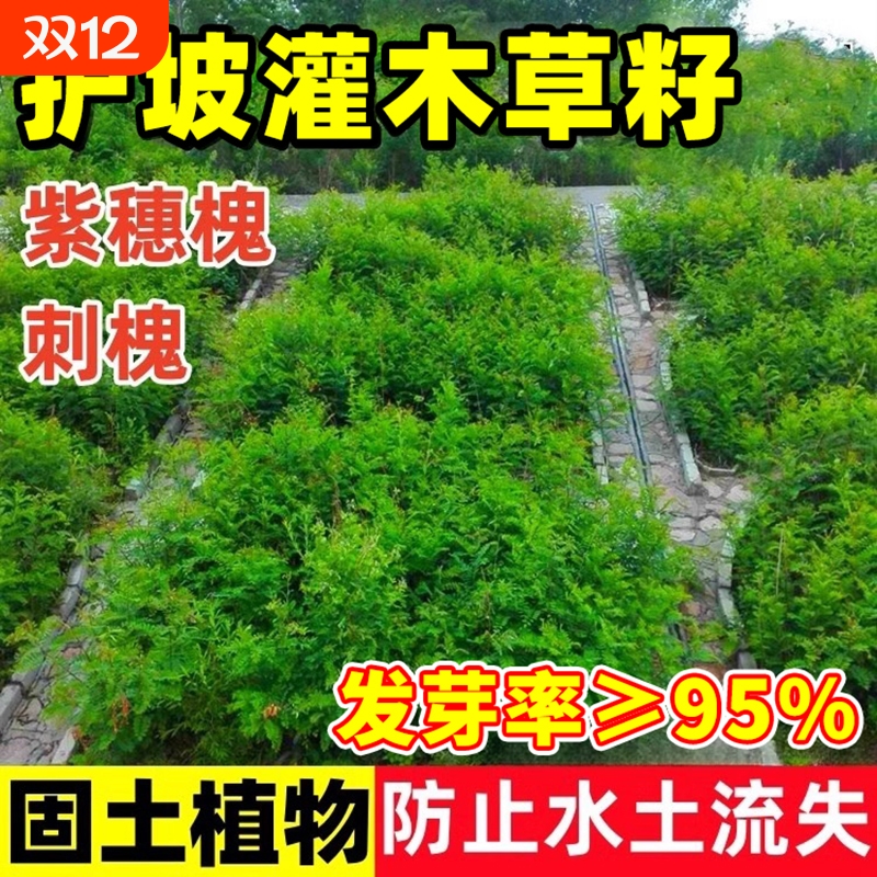 灌木草籽四季常青护坡固土山刺槐紫穗槐绿化复绿草籽秋季种植花草