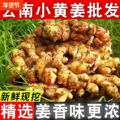 批发价云南生姜小黄姜新鲜嫩姜老姜特级大块姜土姜月子姜蔬菜