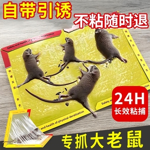 强力粘鼠板老鼠贴超强力粘大老鼠家用捕鼠抓鼠神器老鼠板沾胶之虎