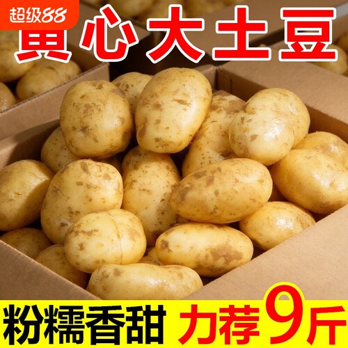 土豆黄心洋芋马铃薯新鲜高山