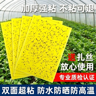 粘虫板黄板双面大棚强力粘蚊贴果园苍蝇诱粘剂小飞虫果蝇贴诱捕器