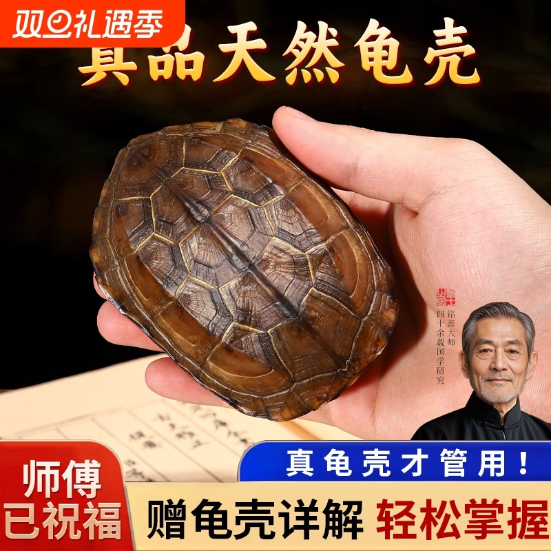 天然真乌龟壳龟甲文玩六爻摇卦工具周易64卦牌铜钱把玩件摆件桌面