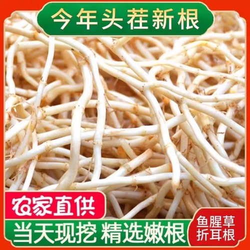 新鲜鱼腥草湖北农家自种折耳根