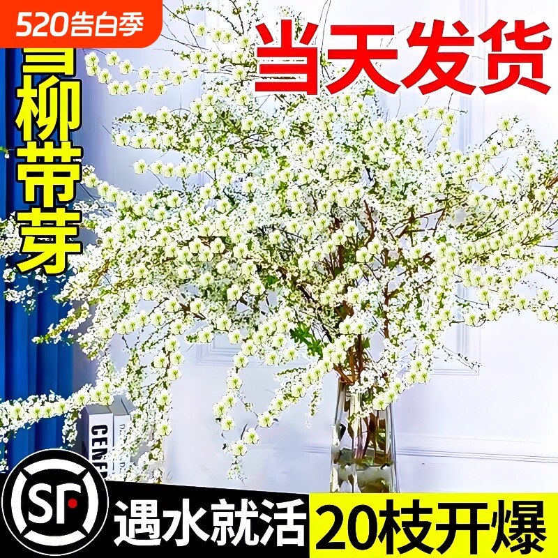 雪柳鲜枝带花苞干枝支水养插花水培绿植物鲜花卉室内盆栽龙柳好活