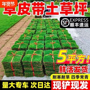 草皮带土草坪四季青耐寒旱别墅庭院绿化马尼拉果岭草百慕大真草坪