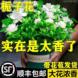 栀子花盆栽四季开花室内水培带花苞绿植九里香茉莉花客厅阳台