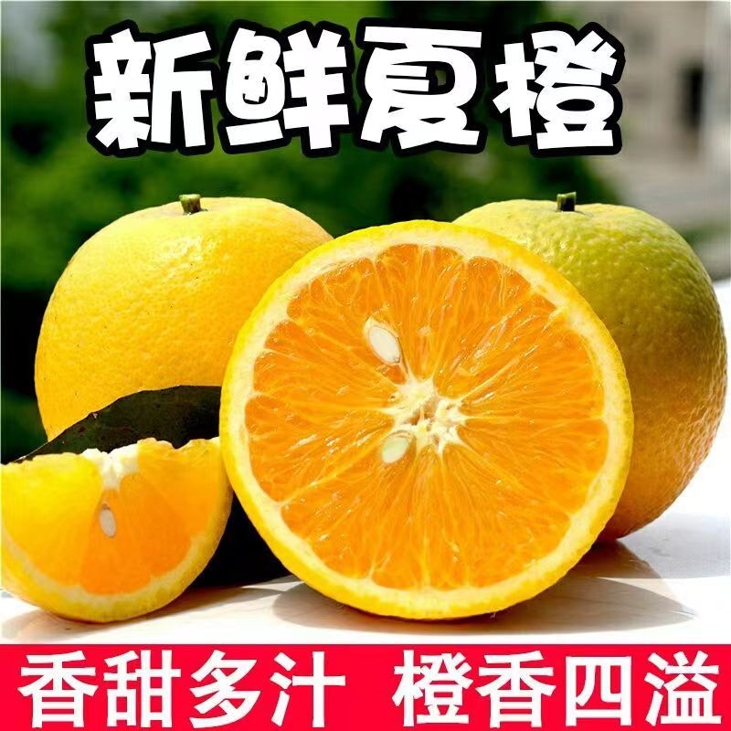 头茬夏橙当季新鲜水果多汁现摘现发甜橙子薄皮手剥橙甜橙新货
