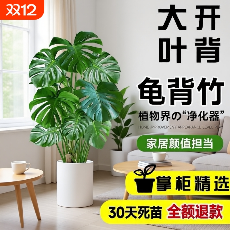 龟背竹客厅大盆栽老桩大型绿植