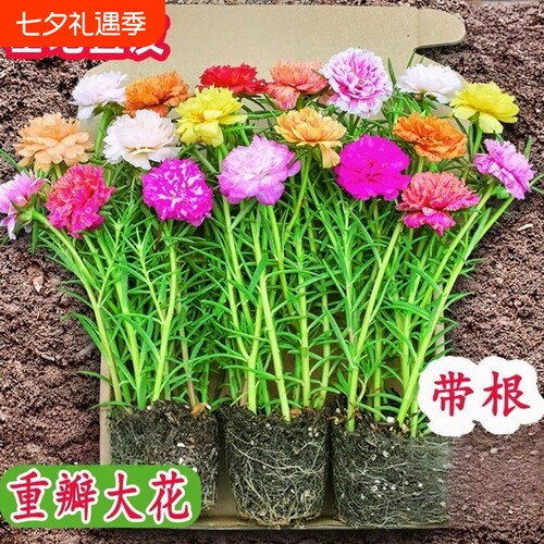 重瓣太阳花苗宿根枝条带根植物盆栽绿植花卉易开花耐晒大花老桩