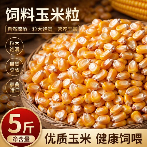 东北非转基因烘干玉米粒5斤10斤家禽饲料养殖当季新粮