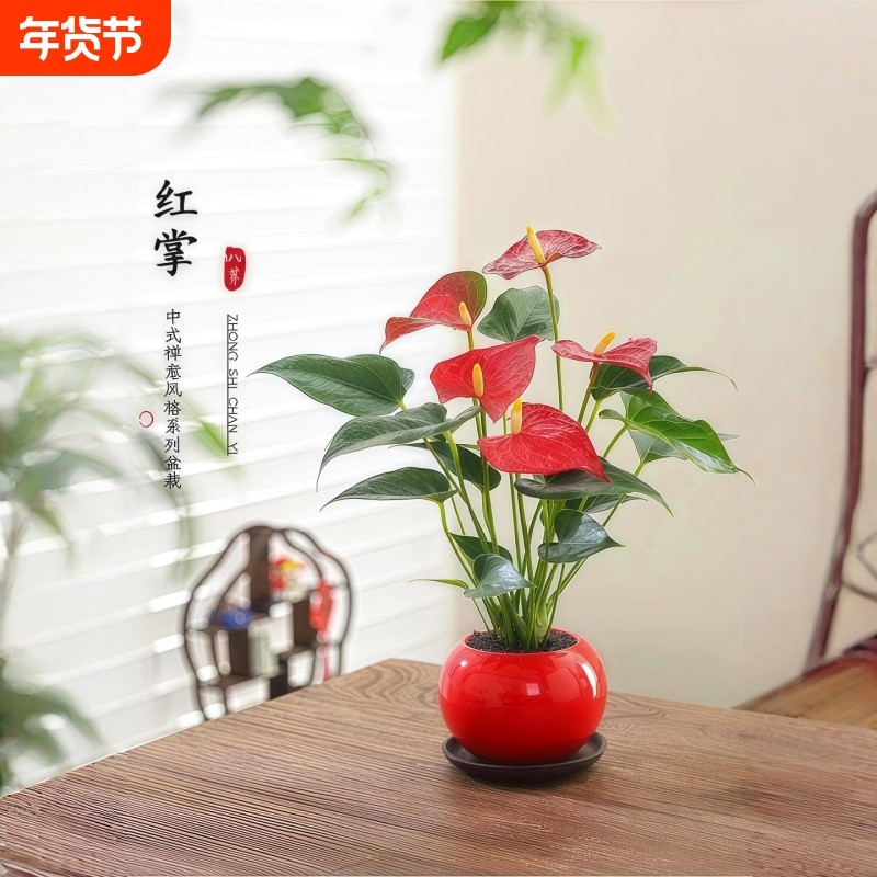 红掌盆栽风顺八方来财室内桌面好养活花卉绿植年宵花四季开花客厅
