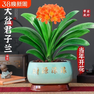 特大号君子兰盆栽名贵国宝级年宵花卉室内客厅绿植物四季好养盆景