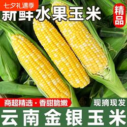 金银双色云南水果玉米甜脆爆浆低脂生吃带壳生熟产地回购带皮现摘