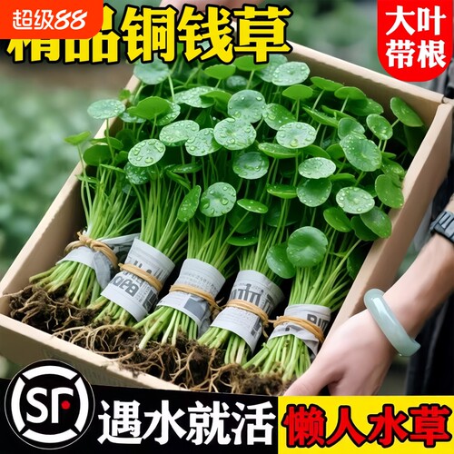 铜钱草水培植物室内盆栽客厅桌面绿植花卉水养金钱草水草盆景大叶