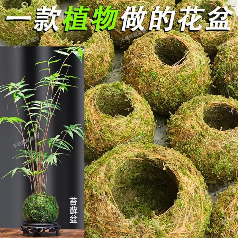 苔玉苔藓球 苔藓花器 创意石斛种植盆微景观园艺盆栽趣味家居装饰