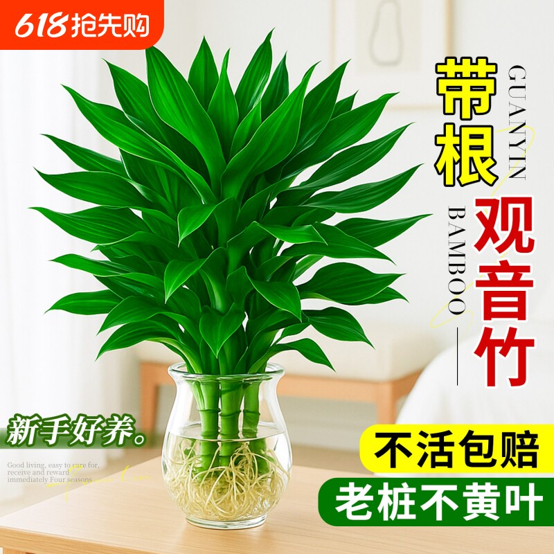 水培观音竹富贵竹植物花卉绿植绿萝室内盆栽转运竹子龙竹文昌竹