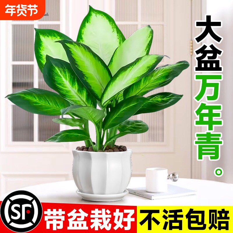 玛丽安万年青四季常青盆栽特级大盆银皇后绿植花卉室内客厅好养活